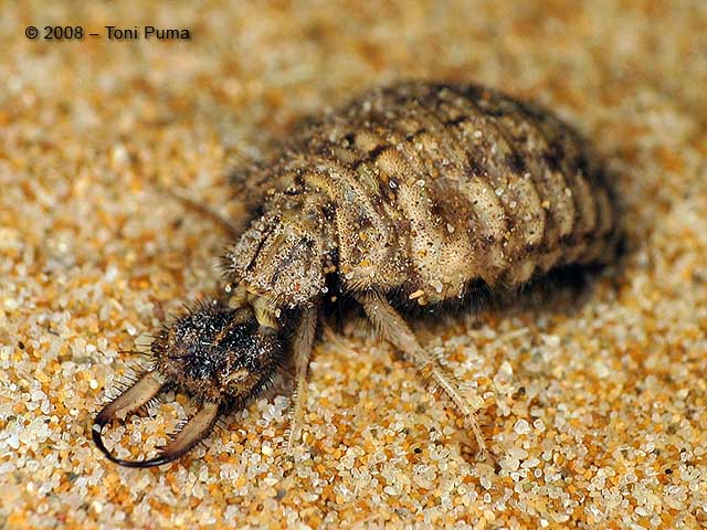 Myrmeleon inconspicuus (Larva)